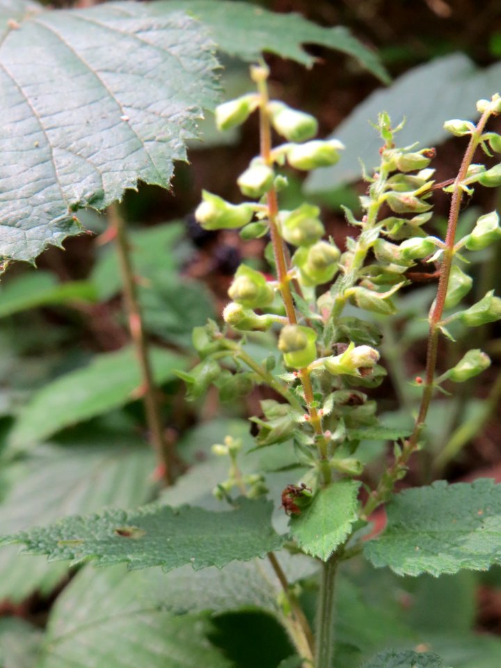 20140808Teucrium_scorodonia