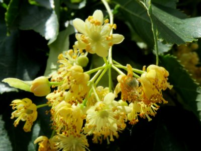 20140605Tilia_cordata2