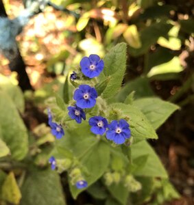 Botany forget-me-not summer photo