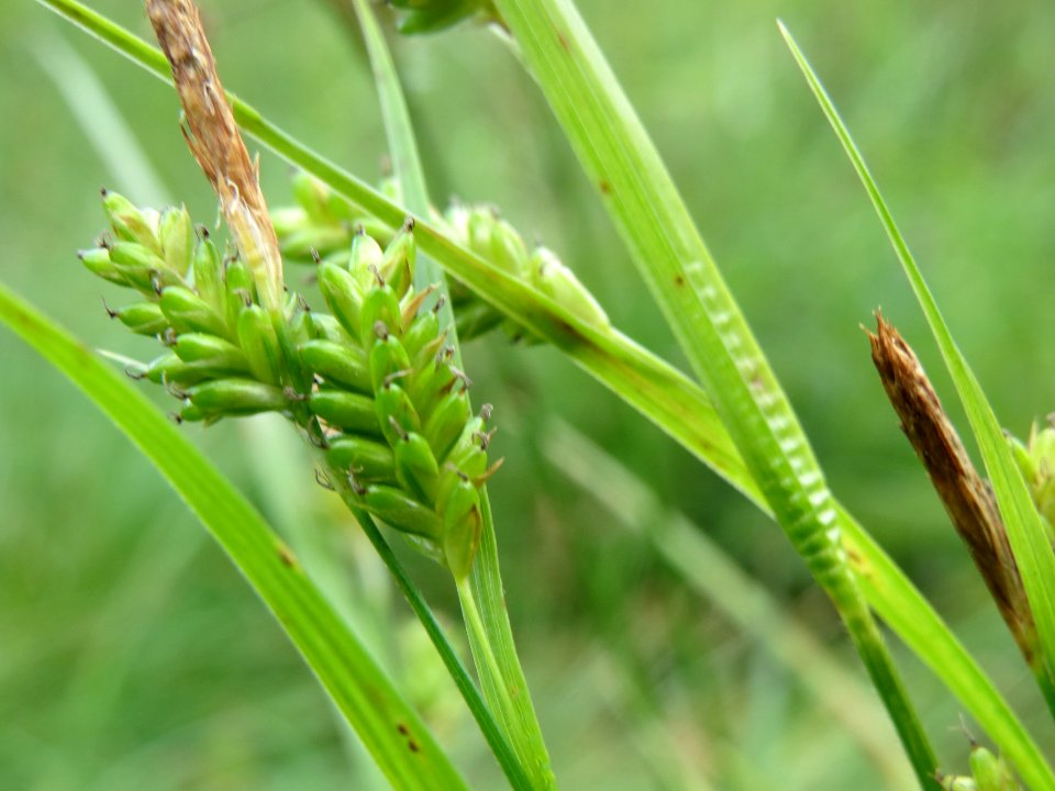 20140518Carex_pallescens4