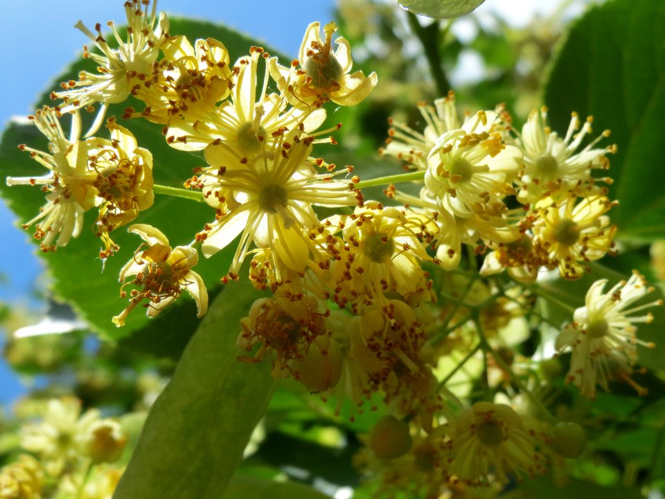 20140605Tilia_cordata3