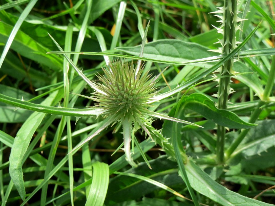 20140809Dipsacus_fullonum7