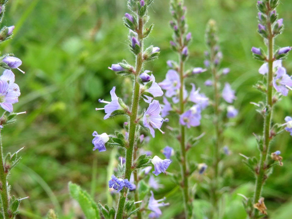 20140518Veronica_officinalis