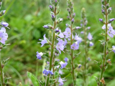 20140518Veronica_officinalis