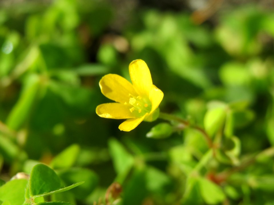 20140917Oxalis_stricta2