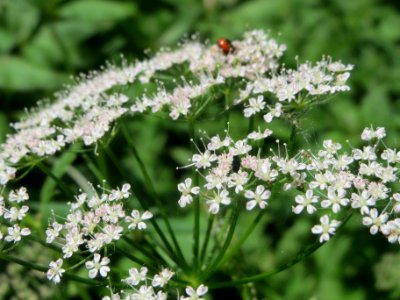 20140519Aegopodium_podagraria