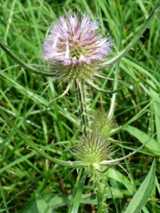20140809Dipsacus_fullonum1