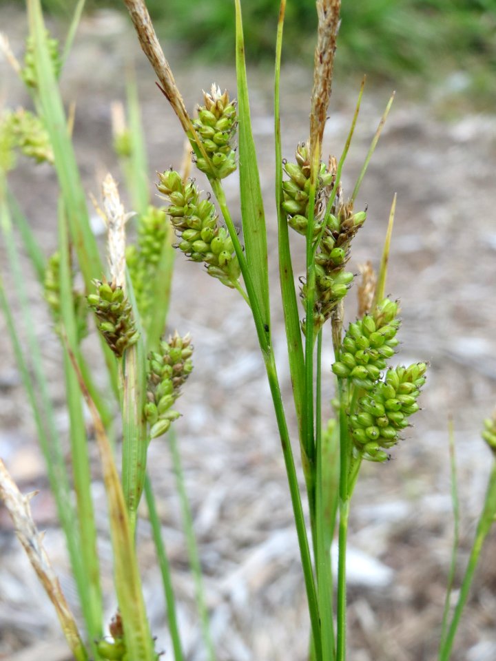 20140518Carex_pallescens7