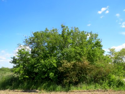 20140517Ulmus_minor1