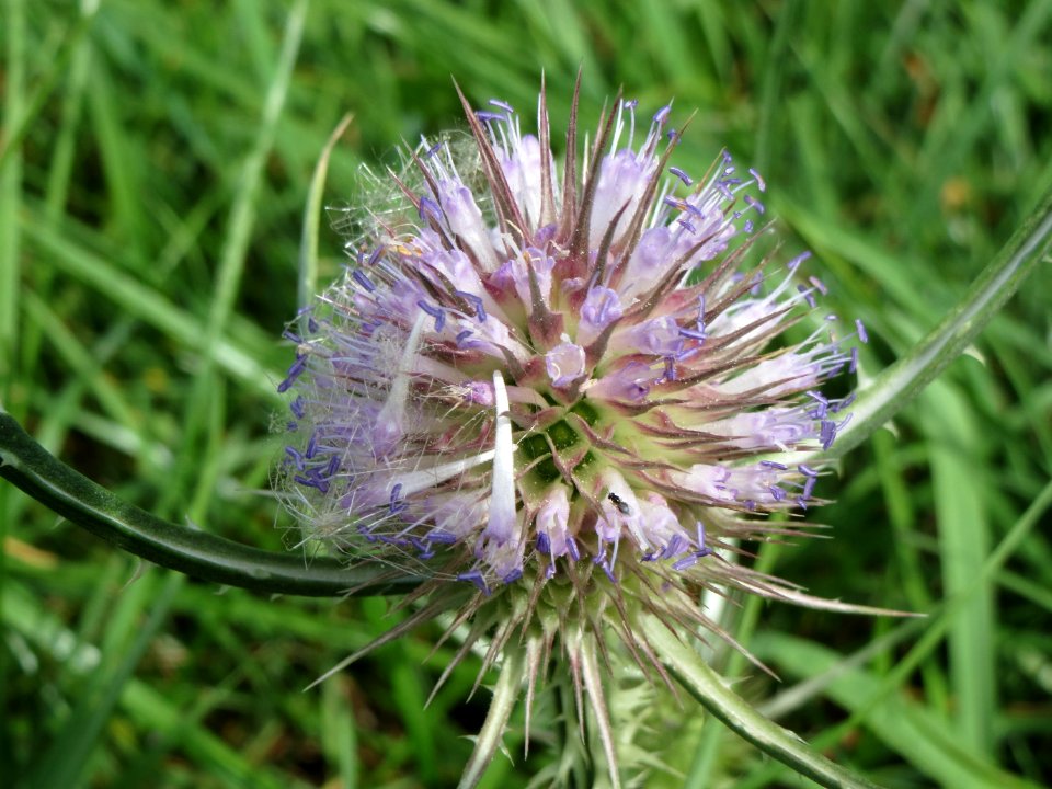 20140809Dipsacus_fullonum2