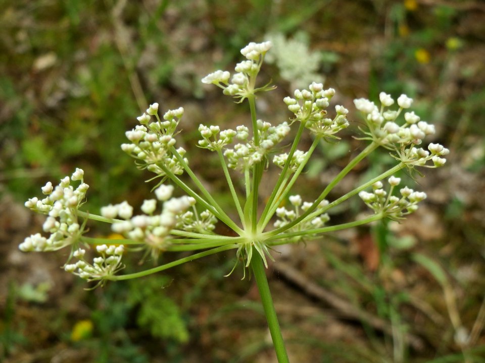 20140803Peucedanum_oreoselinum1