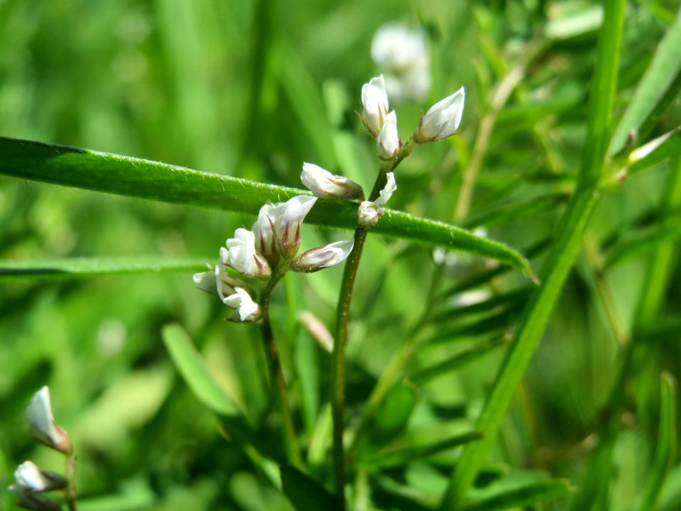20140517Vicia_hirsuta