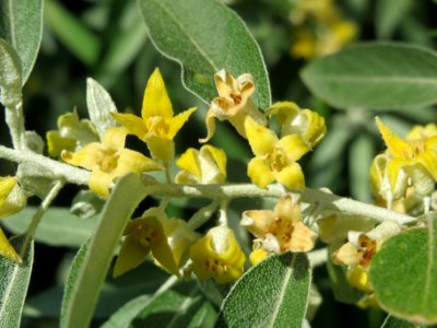 20140518Elaeagnus_angustifolia3