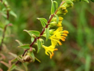 20140803Odontites_luteus3