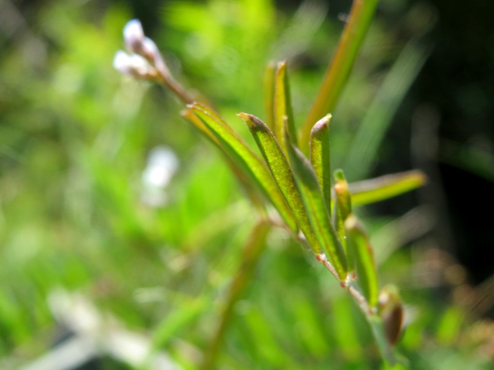 20140517Vicia2