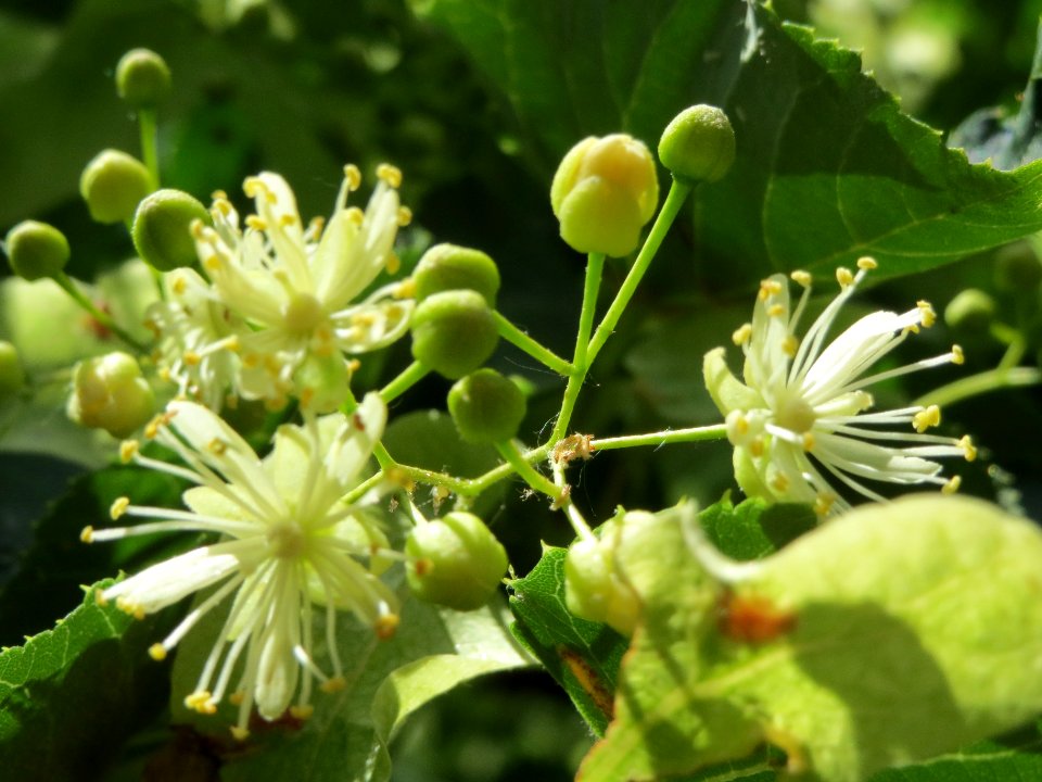 20140605Tilia_cordata4