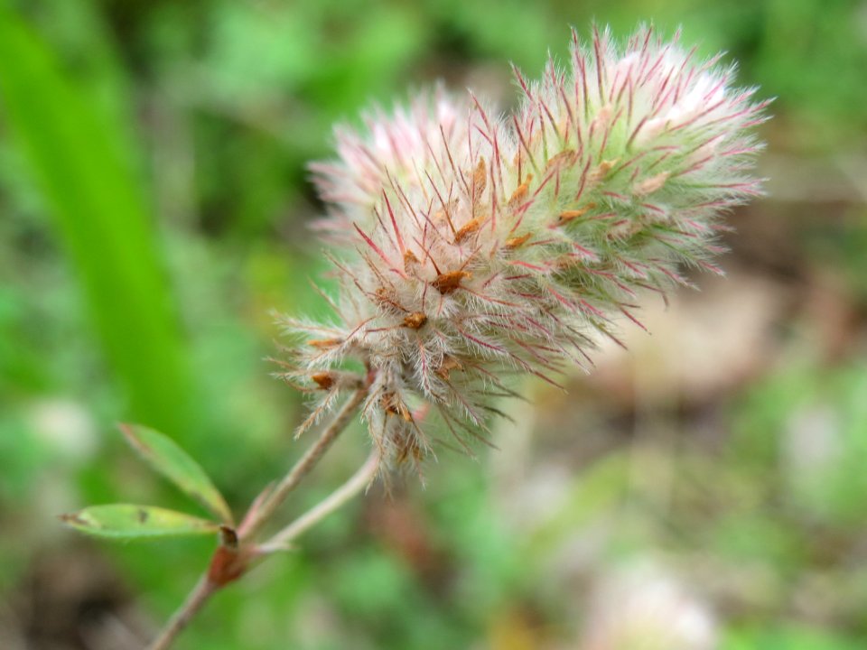 20140808Trifolium_arvense1