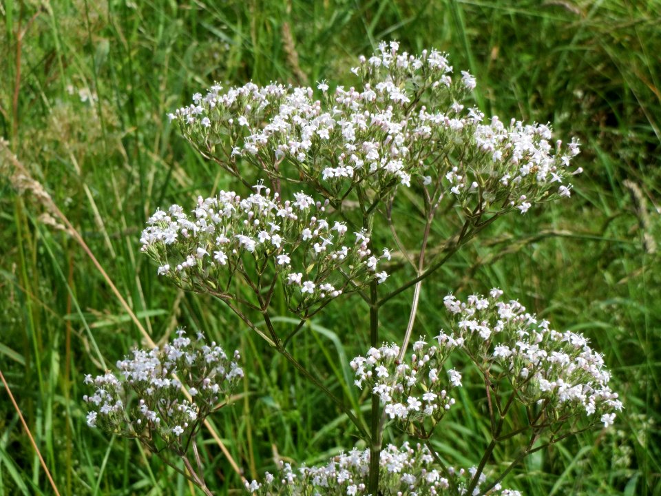 20140605Valeriana_officinalis1