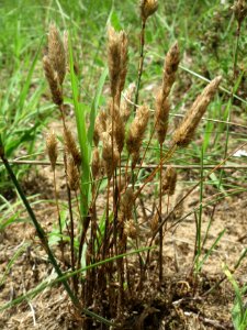 20140803Phleum_arenarium1
