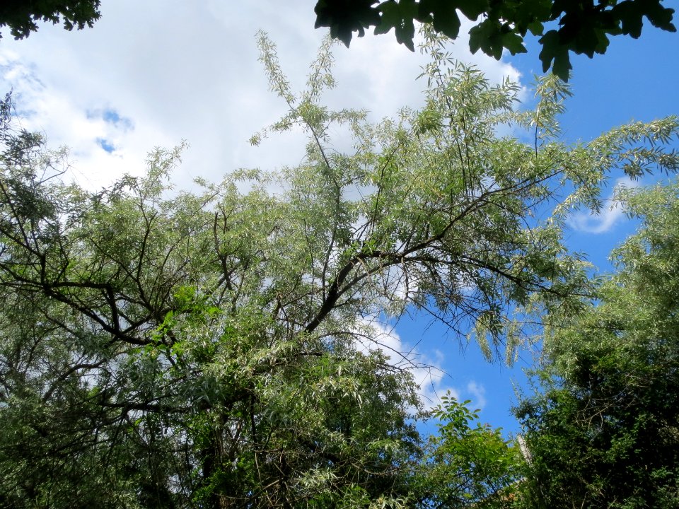20140518Elaeagnus_angustifolia2