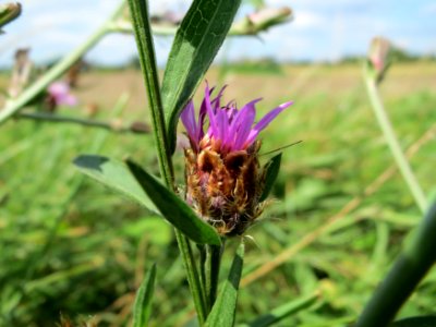 20140809Centaurea_jacea3