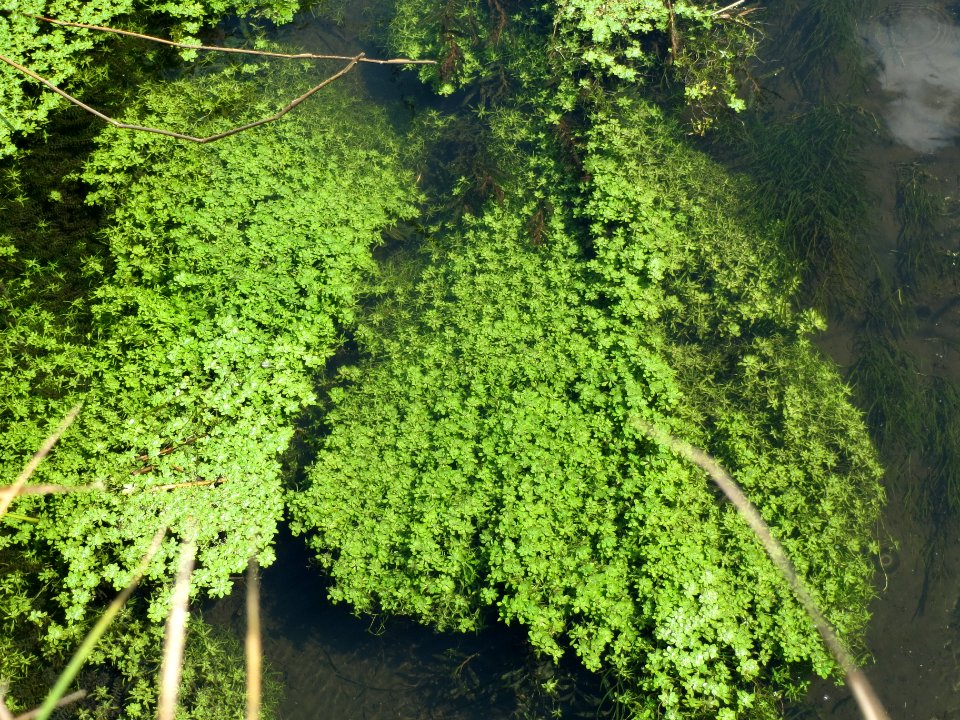20140605Kotlachgraben3