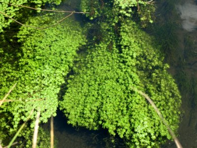 20140605Kotlachgraben3