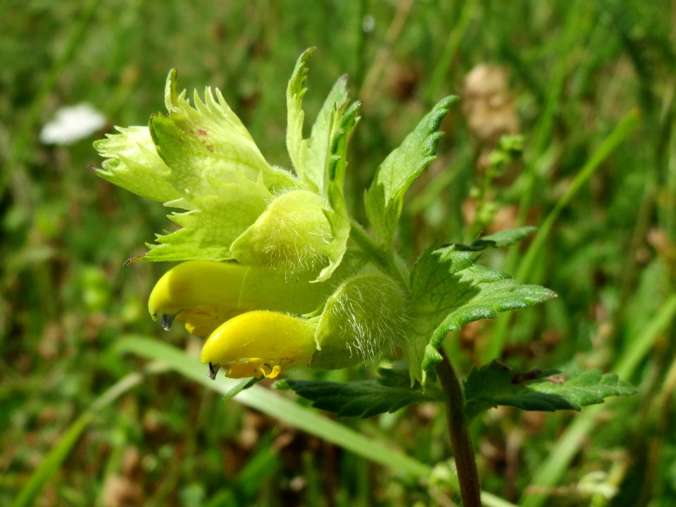 20140605Rhinanthus_alectorolophus1
