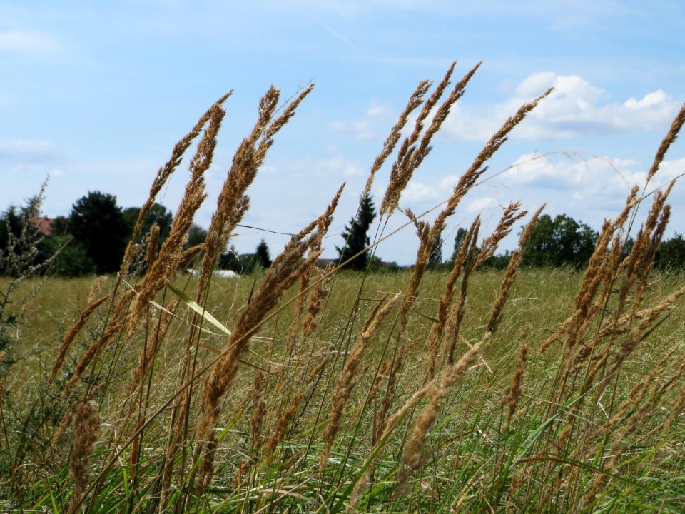 20140809Calamagrostis_epigejos1