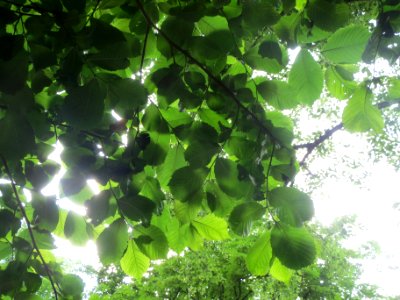 20140602Ulmus_glabra3