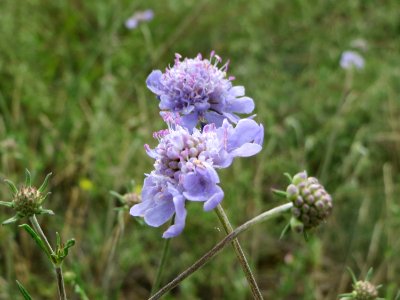 20140803Scabiosa_canescens2