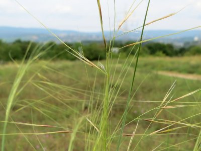 20140803Stipa_capillata4