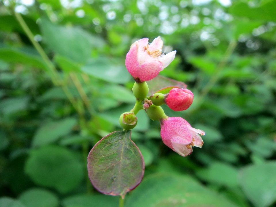 20140602Symphoricarpos_albus4