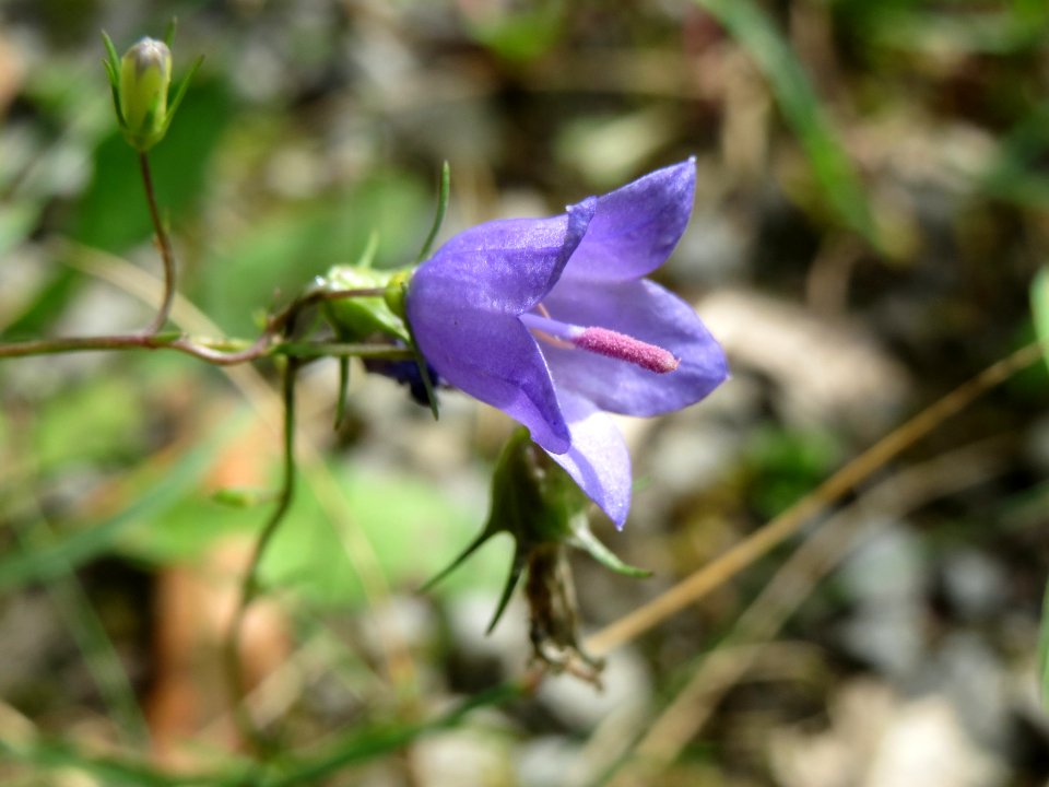 20140808Campanula_rotundifolia4