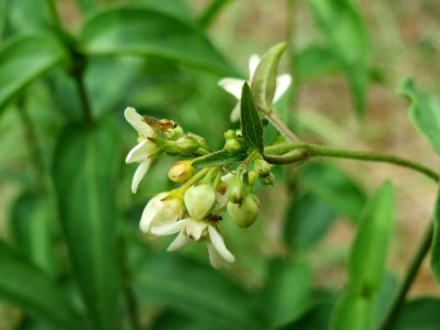 20140803Vincetoxicum_hirundinaria