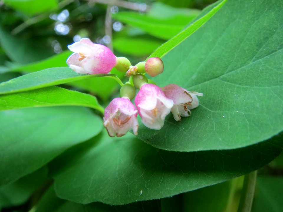 20140602Symphoricarpos_albus1