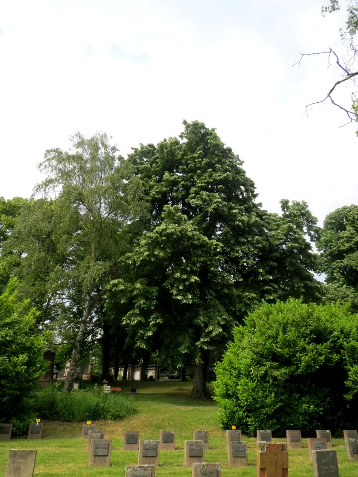 20140602Tilia_tomentosa1