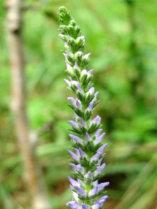 20140803Veronica_spicata3