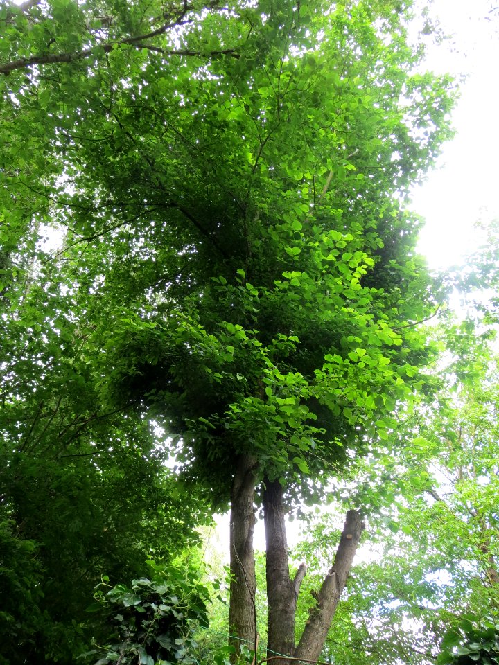 20140602Ulmus_glabra2