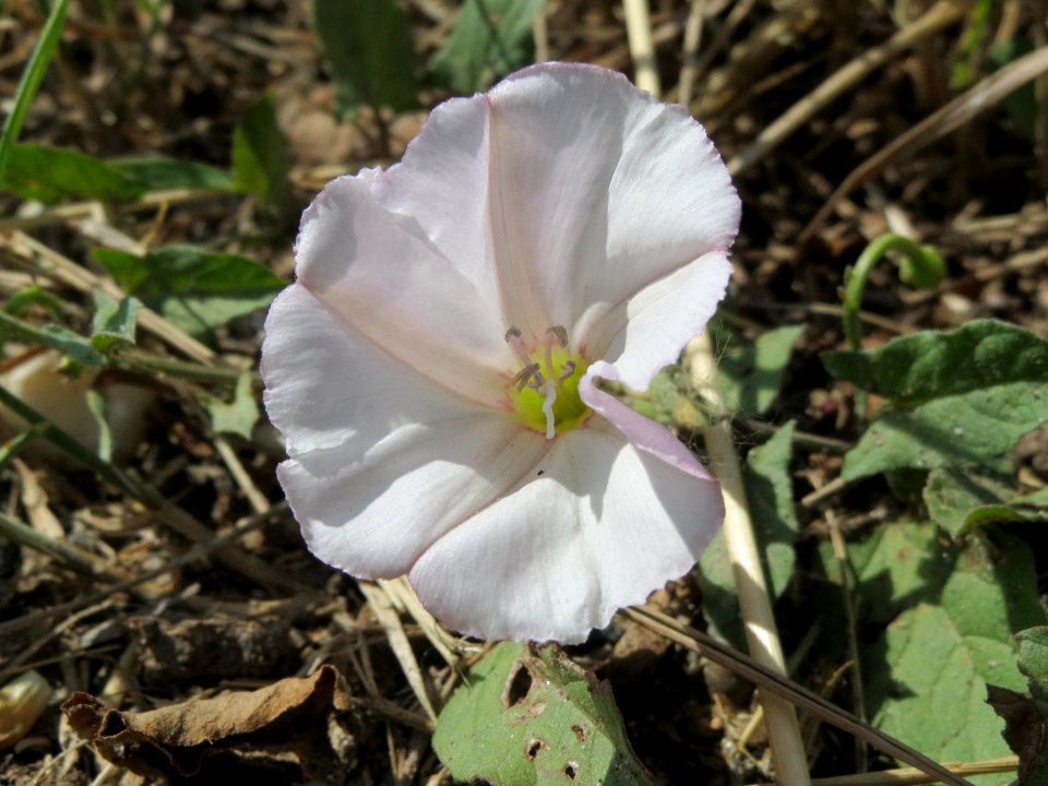 20140605Convolvulus_arvensis1