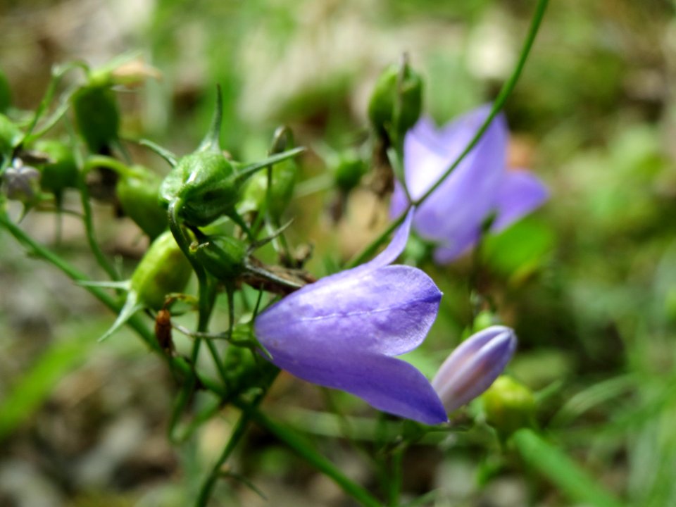20140808Campanula_rotundifolia1