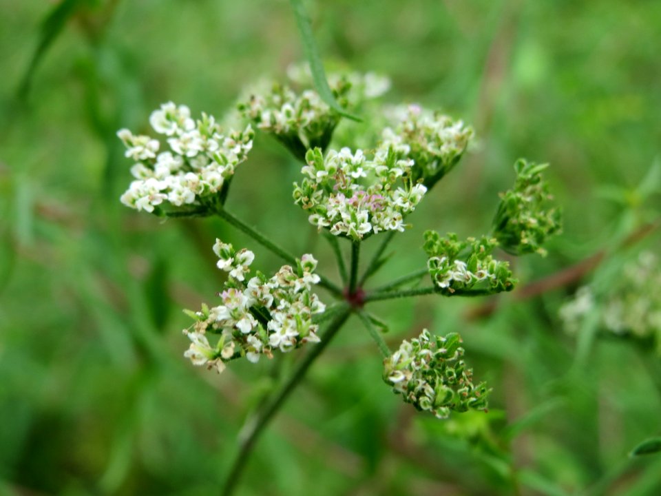 20140803Torilis_japonica2