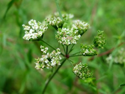 20140803Torilis_japonica2