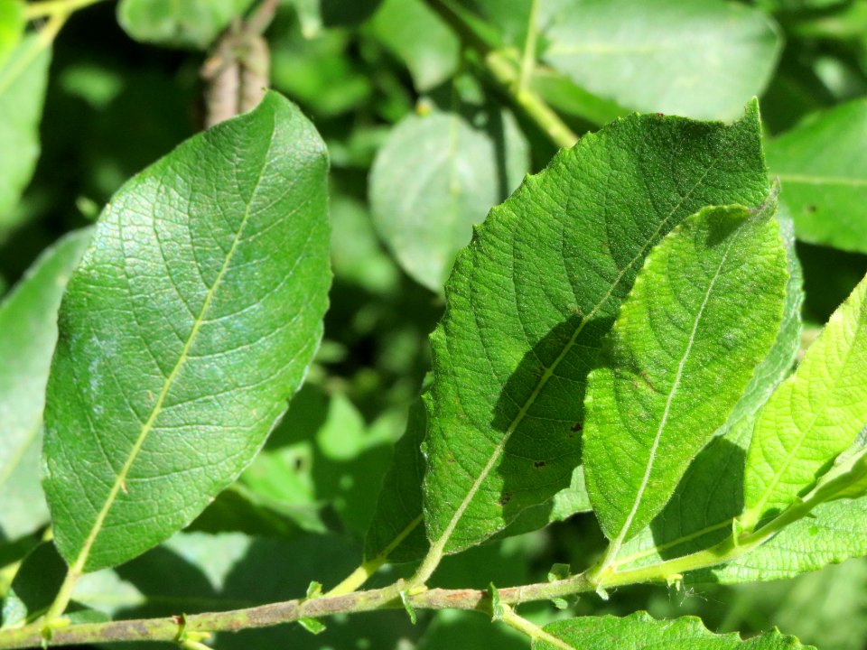 20140605Salix_cinerea2