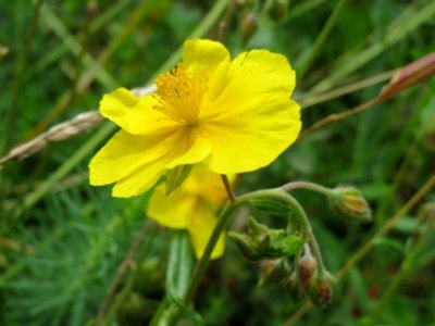 20140803Helianthemum_nummularium1 photo