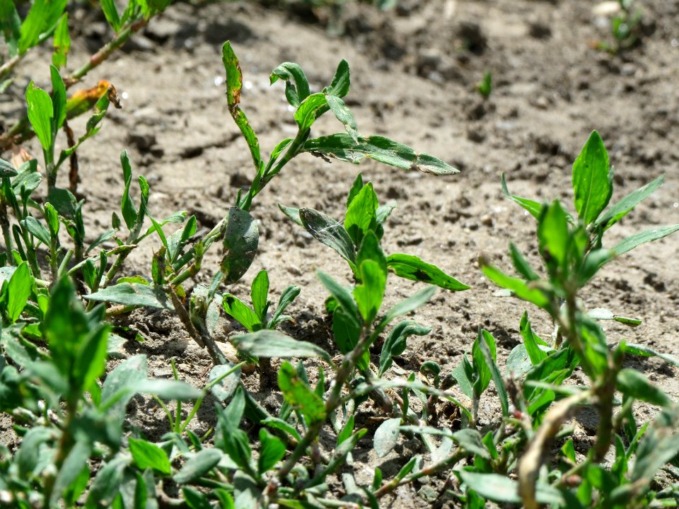20140605Polygonum_aviculare1