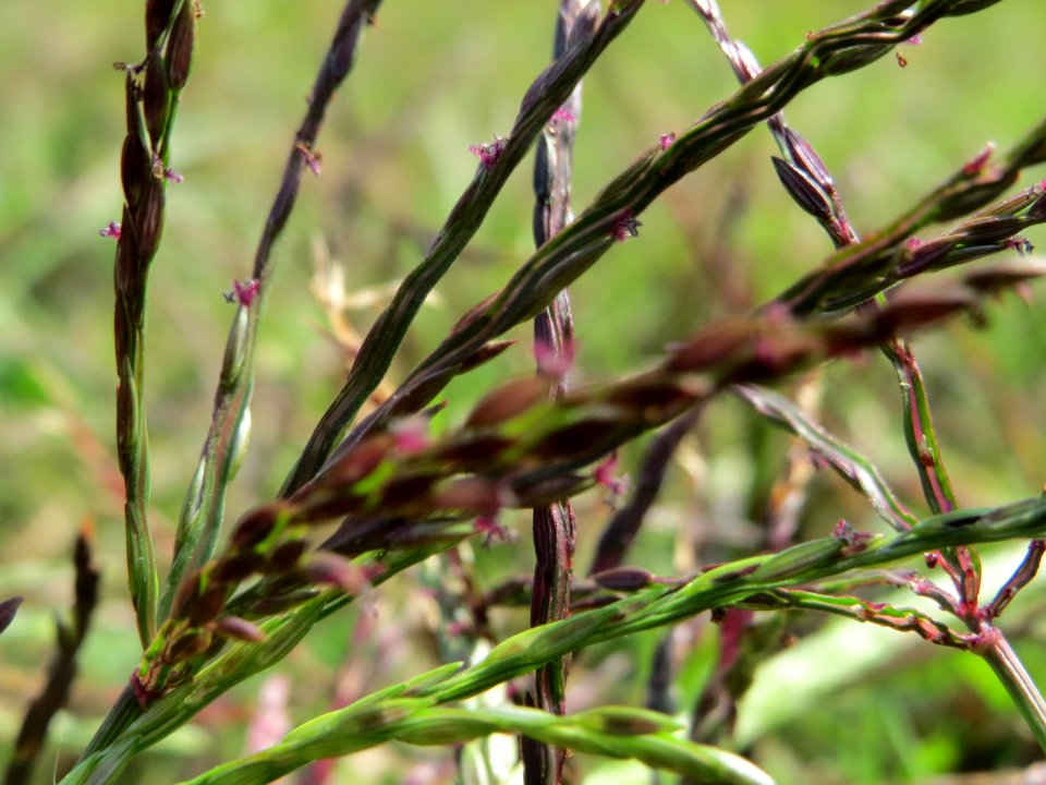 20140905Digitaria_sanguinalis1