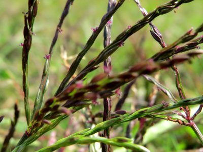 20140905Digitaria_sanguinalis1
