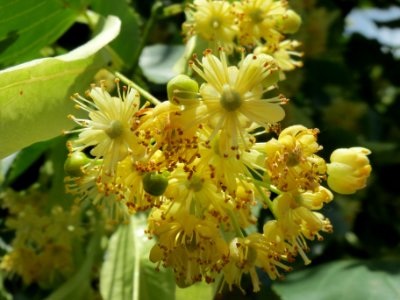 20140605Tilia_cordata8