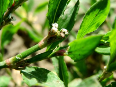 20140605Polygonum_aviculare2
